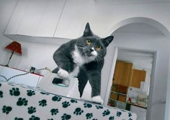 [Image: Ironing-cat.jpg]